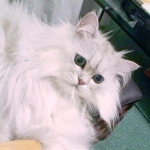 ぱる ちゃん