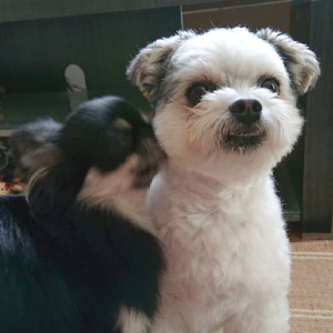 りく ちゃん、海 ちゃん
