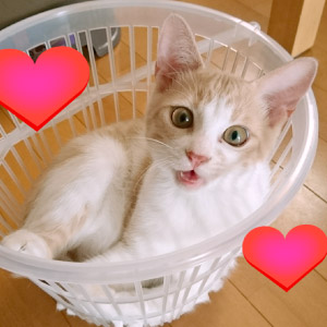 金汰 ちゃん