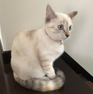 くるみ ちゃん