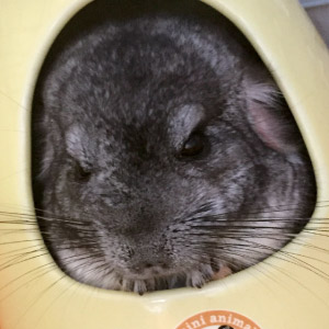 トトロ ちゃん