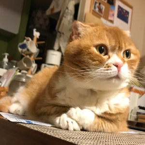 モモエ ちゃん