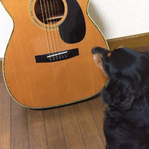 アポロ ちゃん
