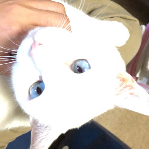 シロ ちゃん