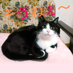 ぴゃあ ちゃん