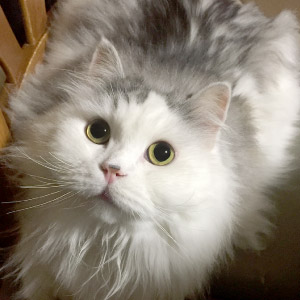 ライト ちゃん