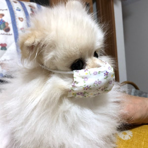 こてつ ちゃん