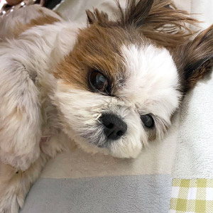 なつ ちゃん