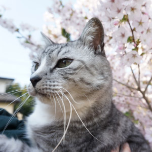 kotetsu ちゃん