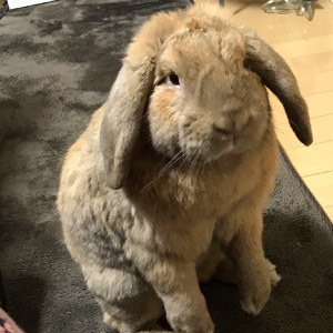 まろのすけ ちゃん