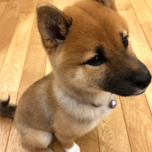 マメ ちゃん