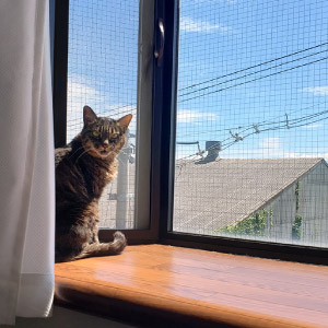 マーブル ちゃん