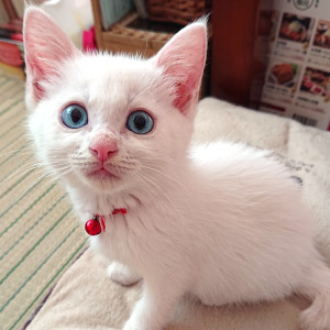 こゆき ちゃん