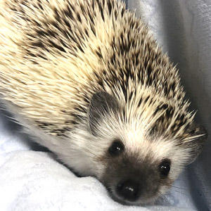 ノア ちゃん