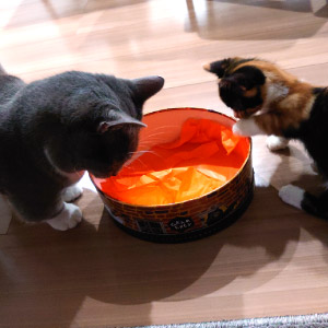 レオ & もこ ちゃん