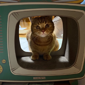 チム ちゃん