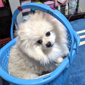こてつ ちゃん