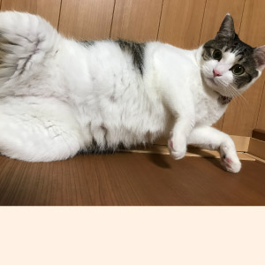 シナモン ちゃん