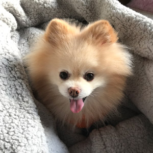 クッキー ちゃん
