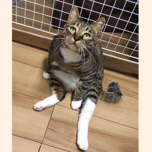 ソックス ちゃん
