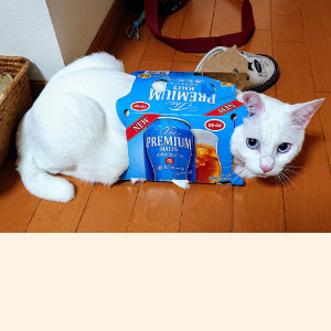 こゆき ちゃん