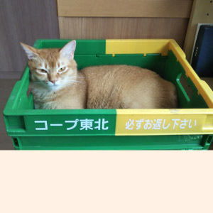 柚子 ちゃん