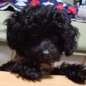 あんこ ちゃん