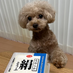 アポロ ちゃん