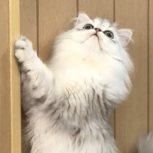 ちこ ちゃん