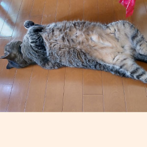 さくら ちゃん