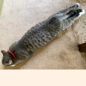 くう ちゃん