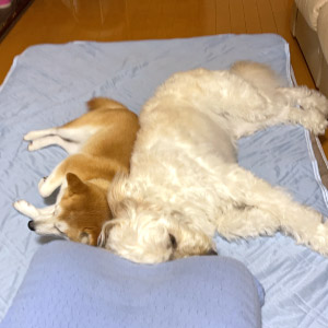 きなこ & シフォン ちゃん