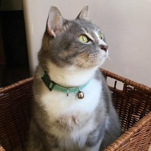 千代 ちゃん