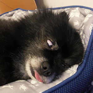 モコ ちゃん