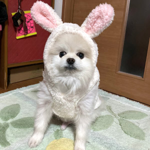 こてつ ちゃん
