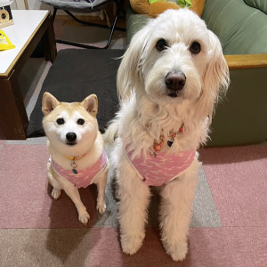 きなこ & シフォン ちゃん