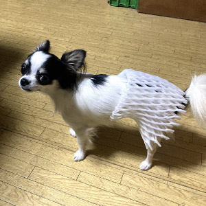 ナナ ちゃん