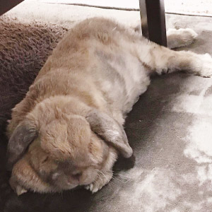 まろのすけ ちゃん